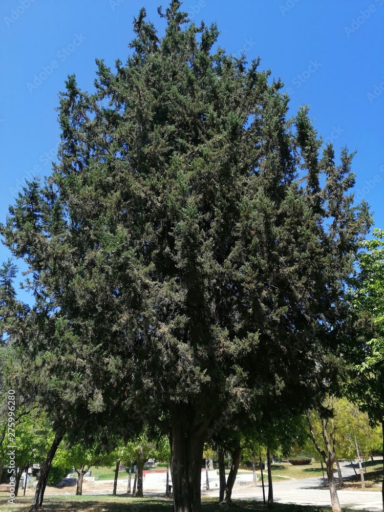 tree on background of blue sky