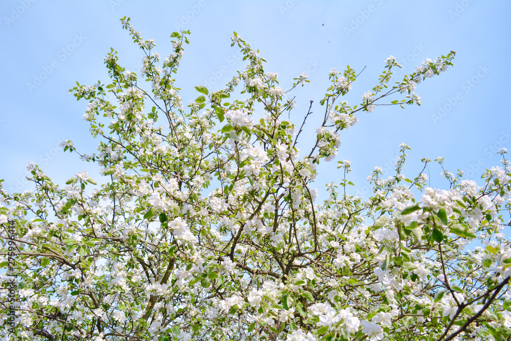 Apple tree branches with pink flowers and buds on the blue sky background Apple tree branches with pink flowers and buds on the blue sky background