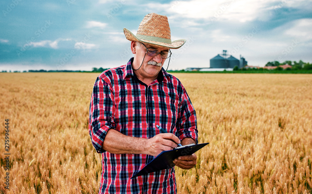Farmer in a wheat field checking crop. Agricultural concept Farmer in a wheat field checking crop. Agricultural concept