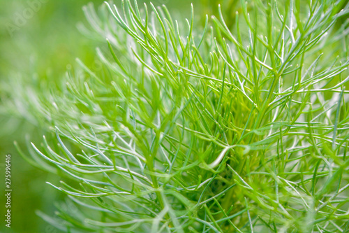 Macro view of Fluffy grass in summer garden as bright green background