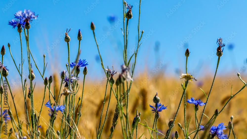 Fototapeta premium Kornblume
