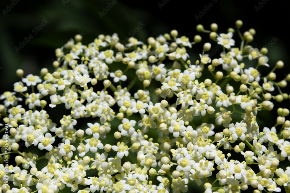 closeup of white flowers on blooming fresh green garden bush