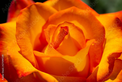 beautiful macro of bright orange romantic garden rose with petals on a green natural background