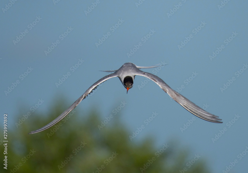 Common tern preparing for fishing at Hjalstaviken close to Stockholm