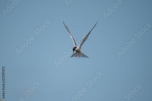 Common tern preparing for fishing at Hjalstaviken close to Stockholm photo