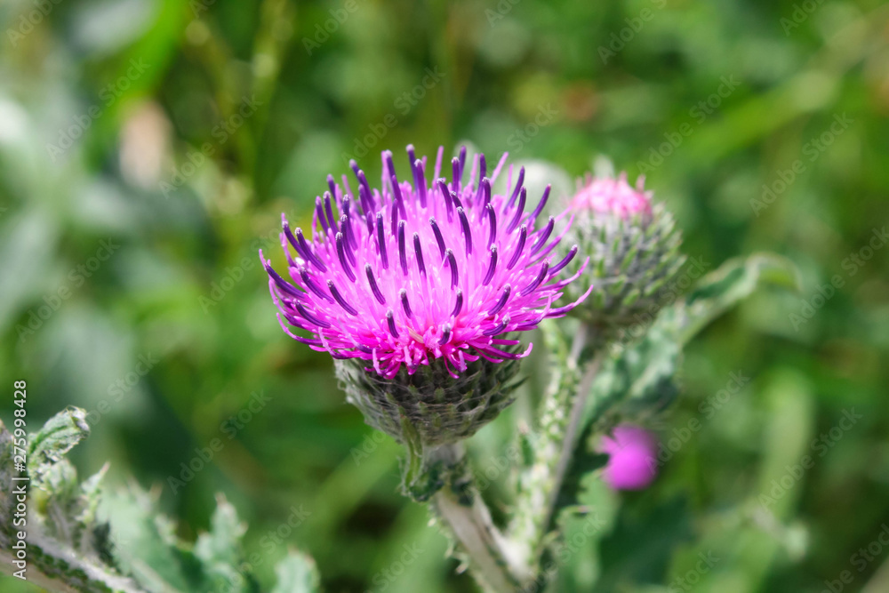 Close-up view of a Thistle flower on a green background Close-up view of a Thistle flower on a green background