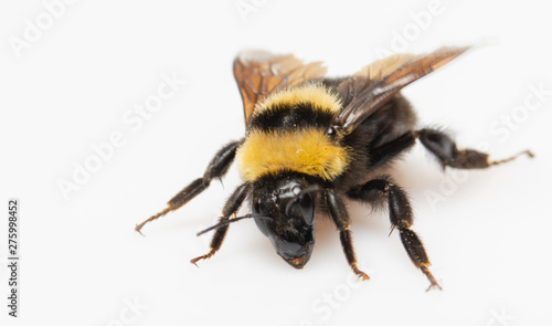 Bumblebee flaps its wings on a white background © maykal