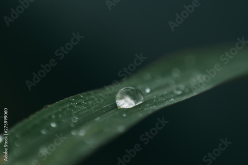 A bokeh picture of water droplet from a plant taken after the rain.