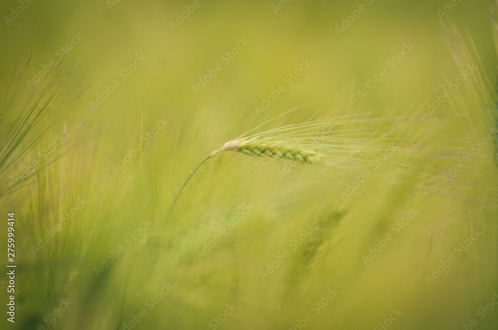 green wheat field and sunny day. green wheat field and sunny day.