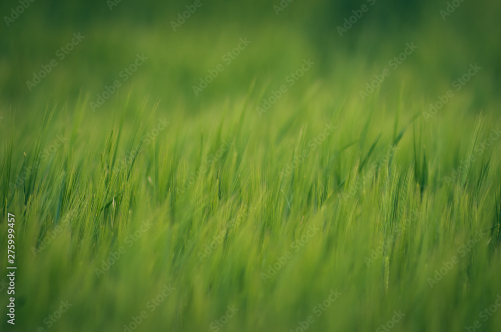 green wheat field and sunny day. green wheat field and sunny day.