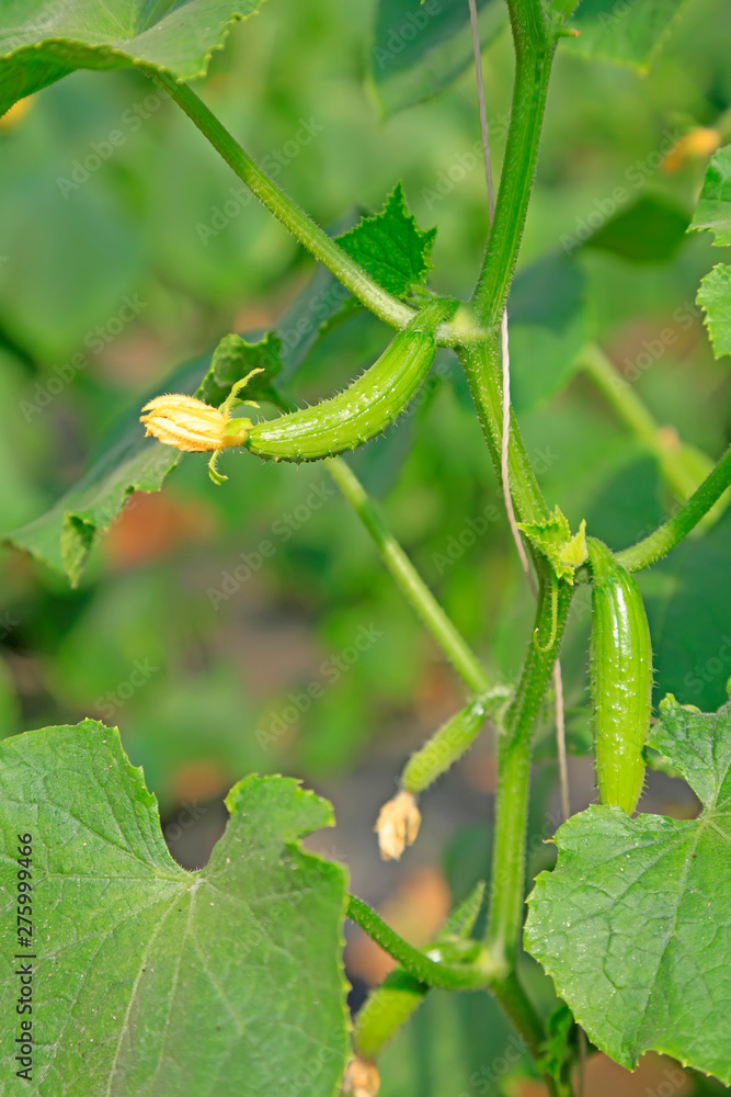 Obraz premium Cucumber seedlings
