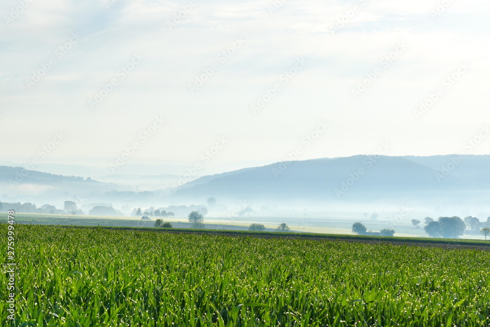 Corn field glittering in the sun with foggy hills in the background
