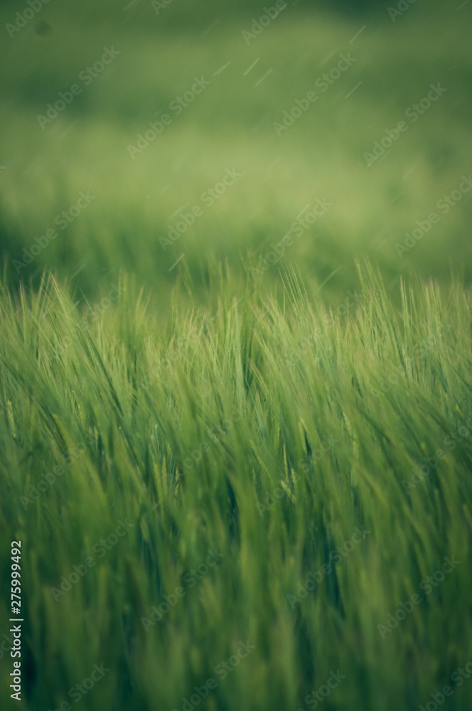 green wheat field and sunny day.