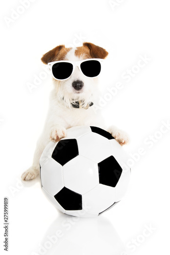 Fototapeta Naklejka Na Ścianę i Meble -  JACK RUSSELL DOG PLAYING WITH A SOCCER BALL. ISOLATED ON WHITE BACKGROUND.