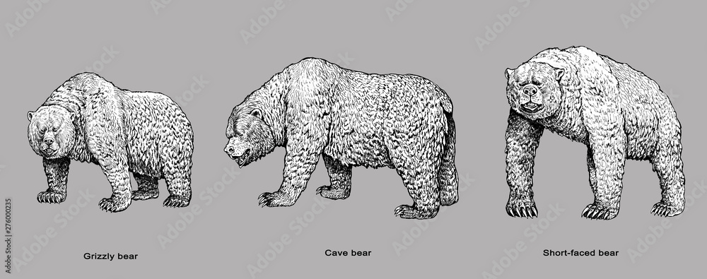 Grizzly bear, Cave bear and Short-faced bear illustration. Bear drawing.  Stock Illustration | Adobe Stock