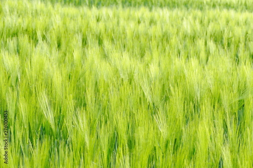 Field of barley glowing beautifully in the sun