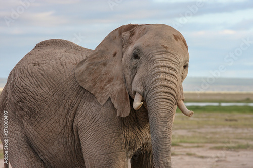 Portrait of african elephant in the bush. Masai Mara, Kenya.