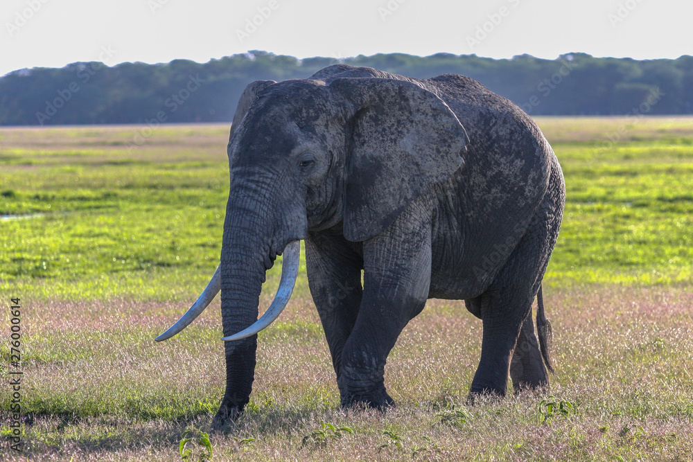 Fototapeta premium Portrait of african elephant in the bush. Masai Mara, Kenya.