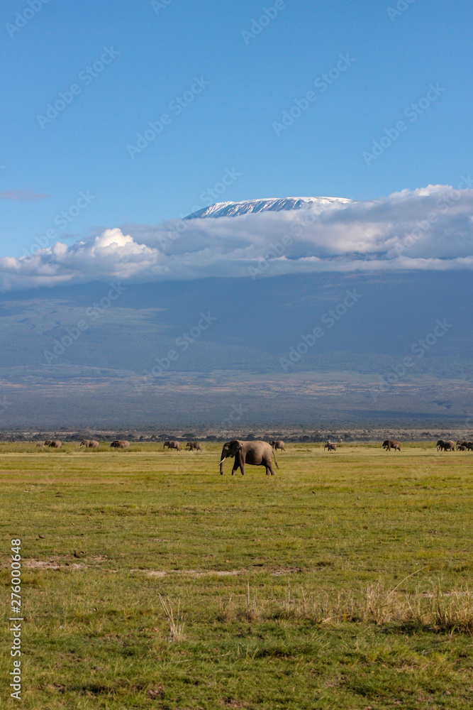 Fototapeta premium Elephants Herd On Savanna. Safari In Amboseli, Kenya, Africa