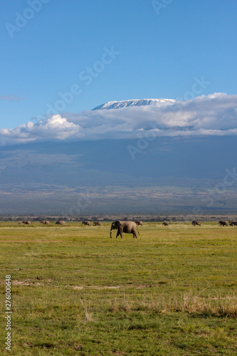 Elephants Herd On Savanna. Safari In Amboseli, Kenya, Africa © Dmitry