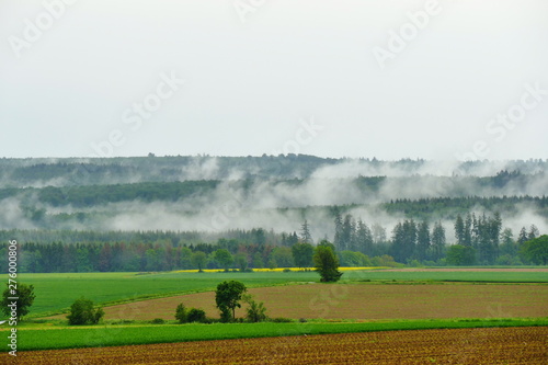 Fog after heavy rain fuming from the forest