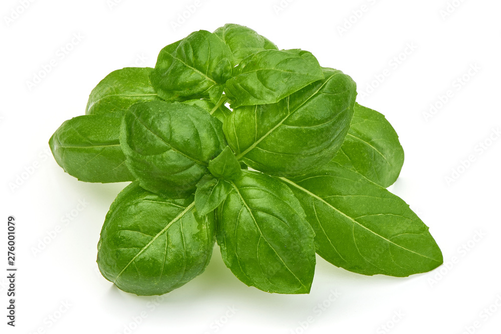Green Basil Leaves, Fresh Spice, closeup, isolated on white background Green Basil Leaves, Fresh Spice, closeup, isolated on white background