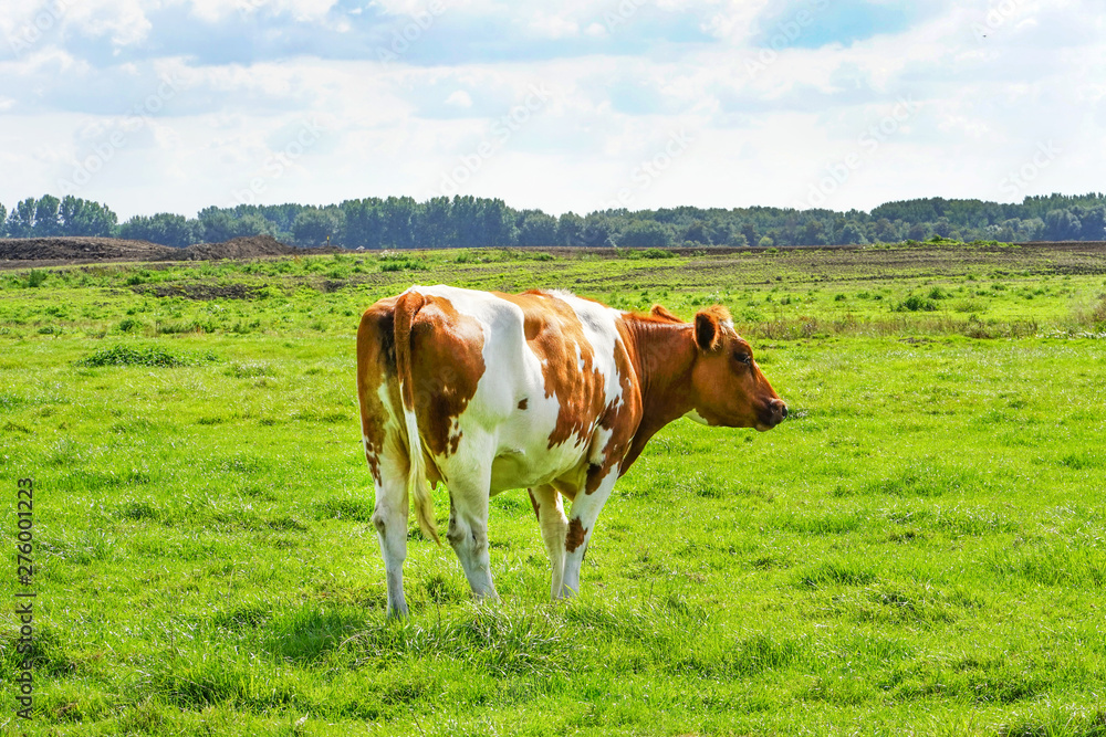 Brown cow on green meadow grass landscapes. Herd of cows on the farm grazing on green grass meadow, view. Netherlands. Brown cow on green meadow grass landscapes. Herd of cows on the farm grazing on green grass meadow, view. Netherlands.