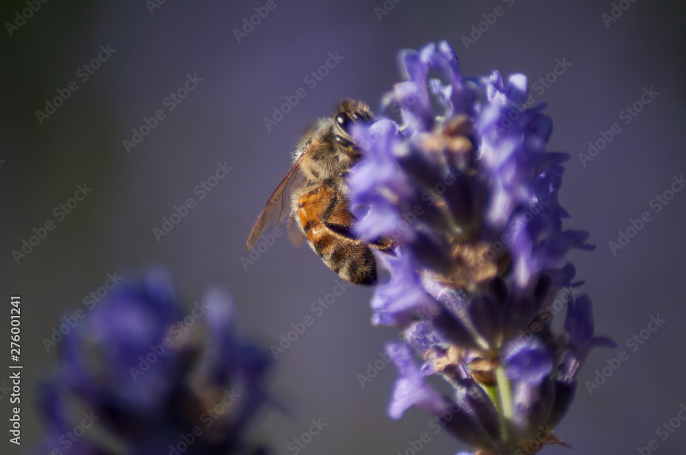 closeup of bee on lavender flowers in a public garden closeup of bee on lavender flowers in a public garden