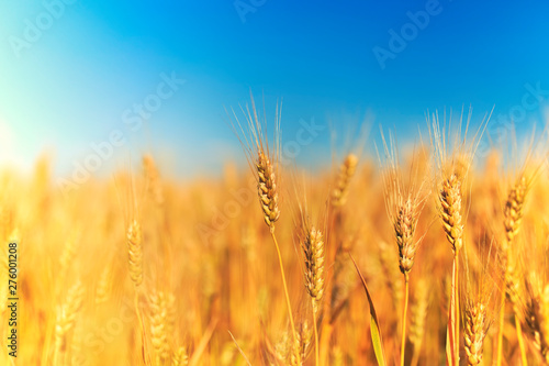 rural landscape with a field of Golden wheat ears stretch to the blue clear sky matured on a warm summer day