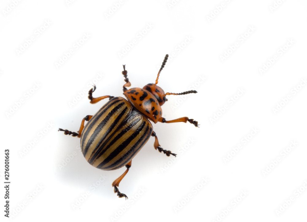 Leptinotarsa decemlineata The Colorado potato beetle is a serious pest of potatoes, tomatoes, eggplants. Leptinotarsa decemlineata The Colorado potato beetle is a serious pest of potatoes, tomatoes, eggplants.