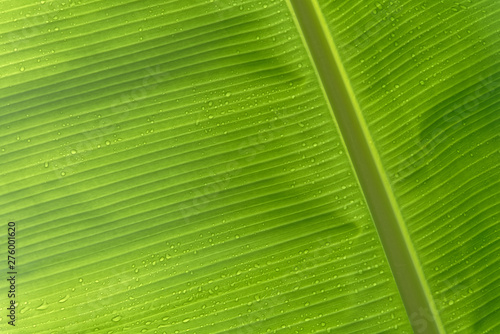 arrière plan avec feuille de bananier. Guyane française