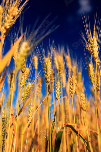 natural rural landscape with a field of Golden wheat ears against a blue clea...