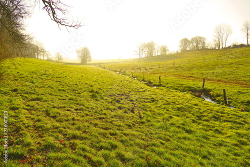 Meadow in the early morning with sun shining through the fog