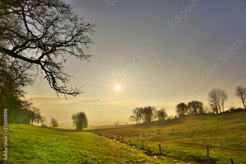 Meadow in the early morning with sun shining through the fog