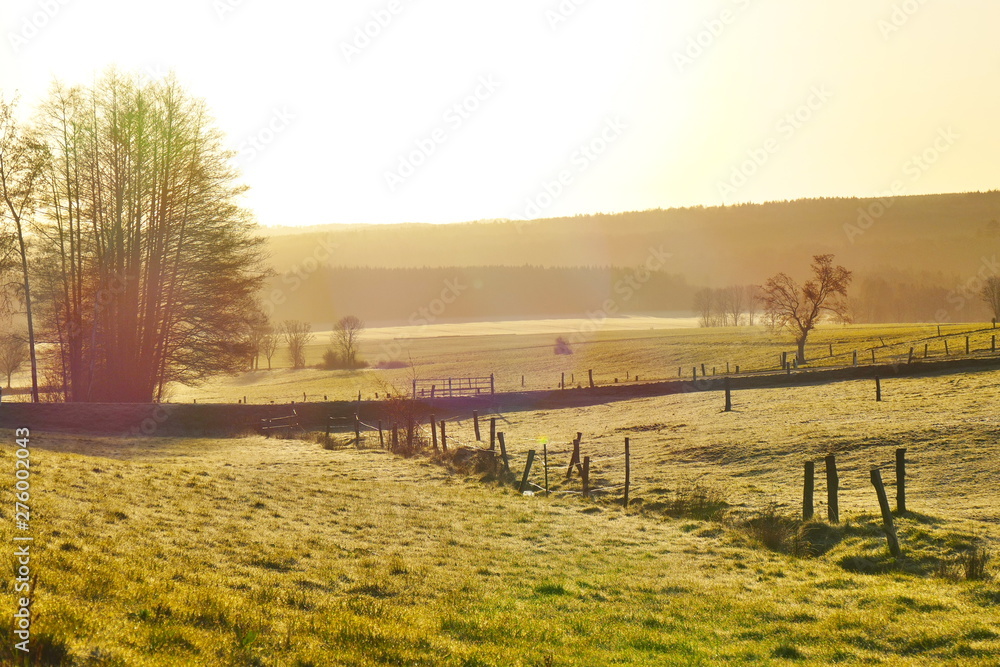 Obraz premium Meadow in the early morning with sun shining through the fog