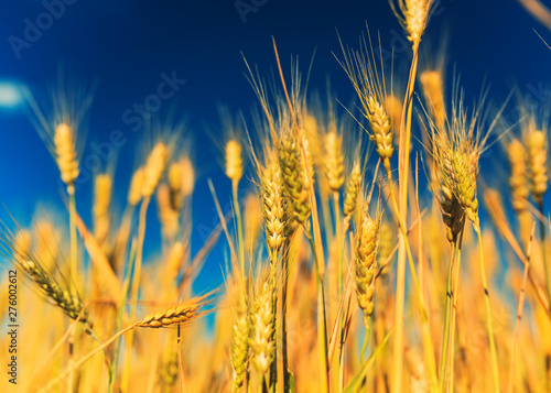 natural rural landscape with a field of Golden wheat ears against a blue clear sky matured on a warm summer Sunny day