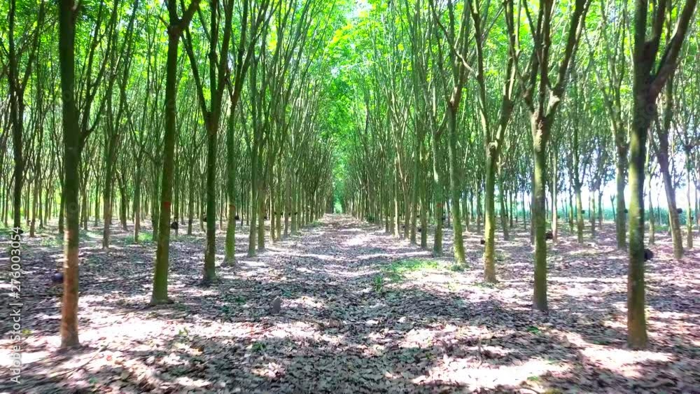 rubber plantation tree tunnel in rubber tree rubber plantation tree tunnel in rubber tree