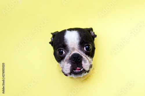 The head of the dog breed Boston Terrier peeking through the hole in yellow paper. © leksann
