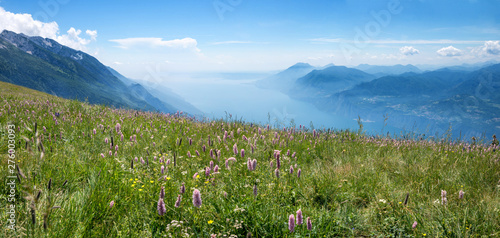 Fototapeta Naklejka Na Ścianę i Meble -  wunderschöne Wildblumenwiese mit Knöterich und Gardaseeblick am Monte Baldo