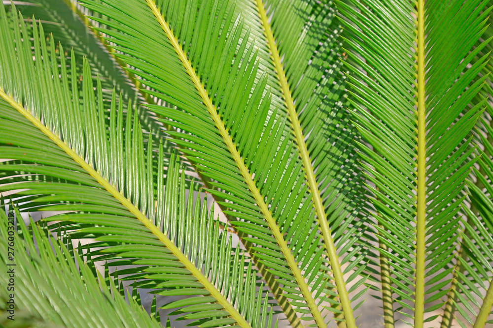 Leaf features of Cycads Leaf features of Cycads