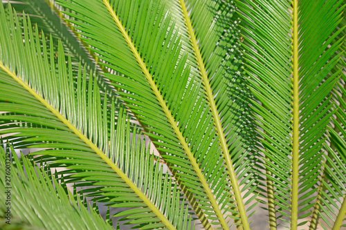 Leaf features of Cycads