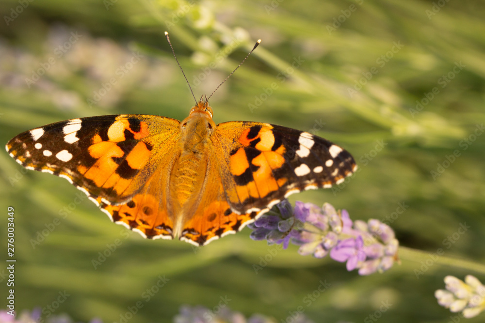 Obraz premium Beautiful yellow butterfly sitting on a branch of lavender. This type of insect is gathered in huge swamps and migrates from Africa to Europe