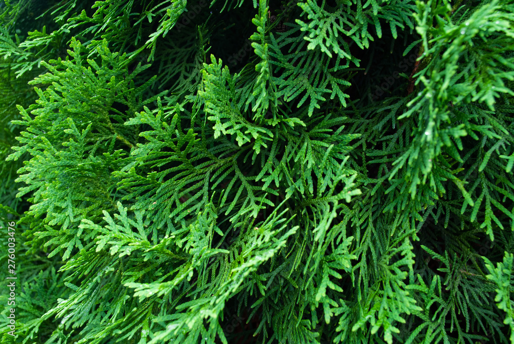 thuja close up. macro. background thuja close up. macro. background