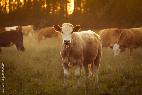Cow in field