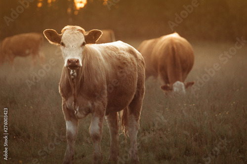 Cow in field