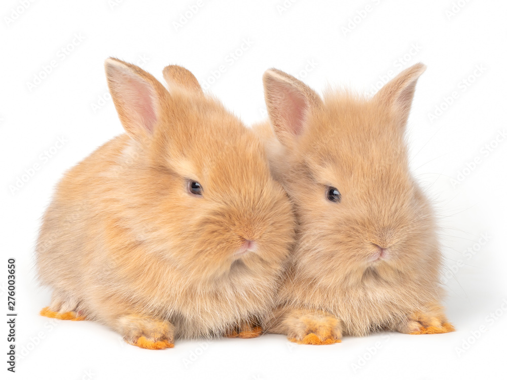 Two baby red-brown rabbits isolated on white background. Lovely baby rabbit sitting.