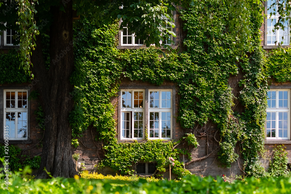 Garden and House with windows In Grapes At Krakow Near Wawel Castle, Poland