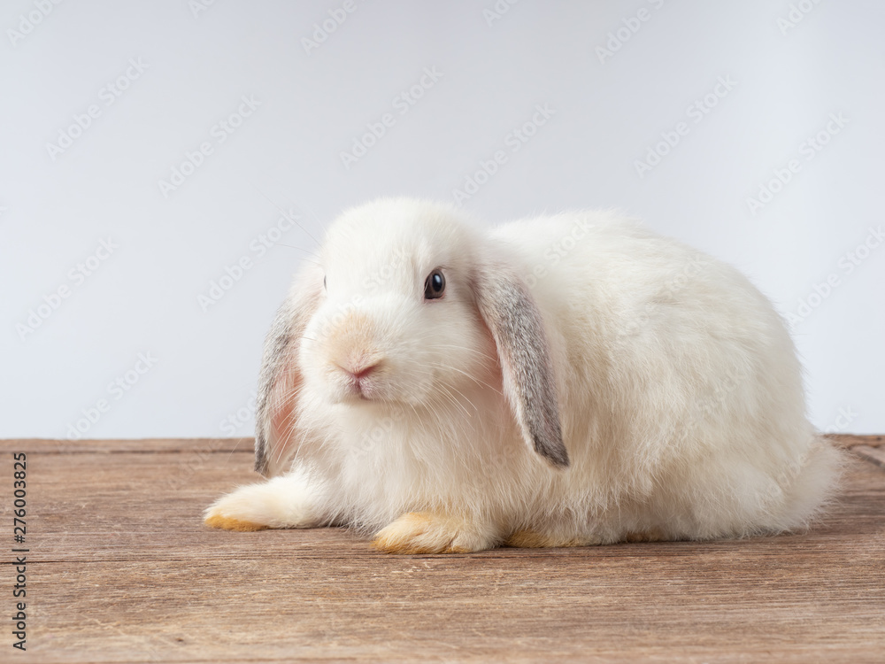 White cute young rabbit on wooden table and white  background. Lovely action of young rabbit.