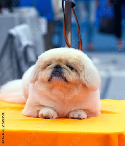 Εκτύπωση καμβά A pekingese dog portrait.