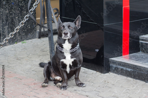 Dog on a leash expects the owner at shop. Pets © DmyTo